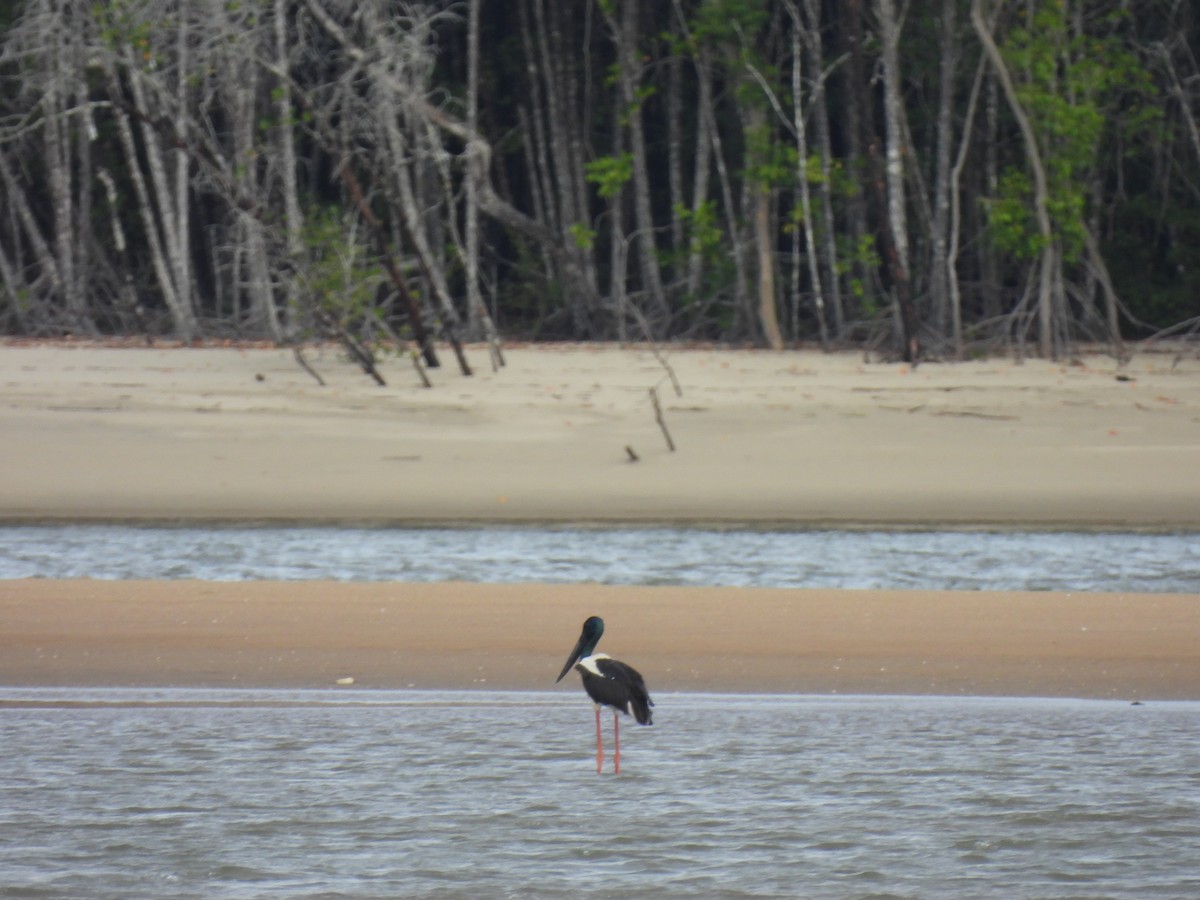 Black-necked Stork - ML643741693