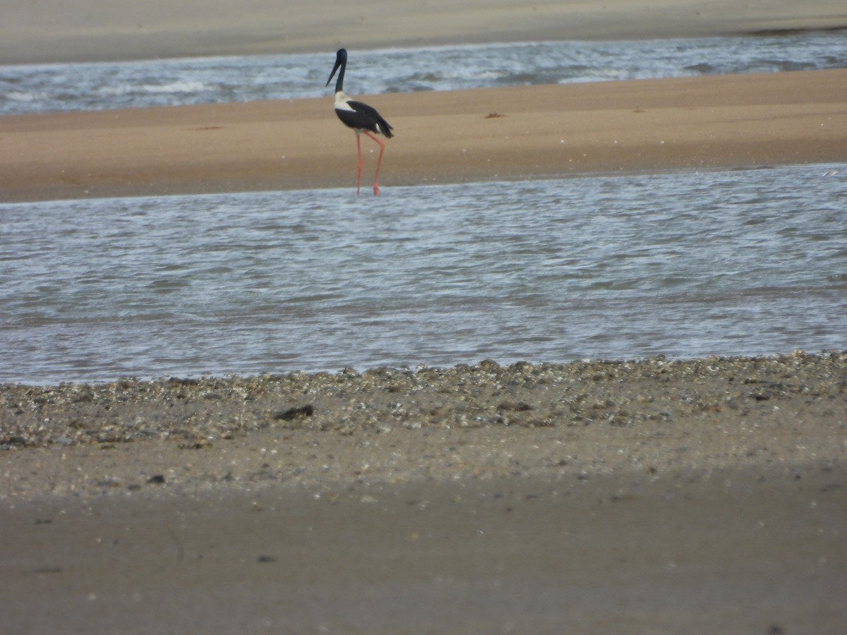 Black-necked Stork - ML643741701
