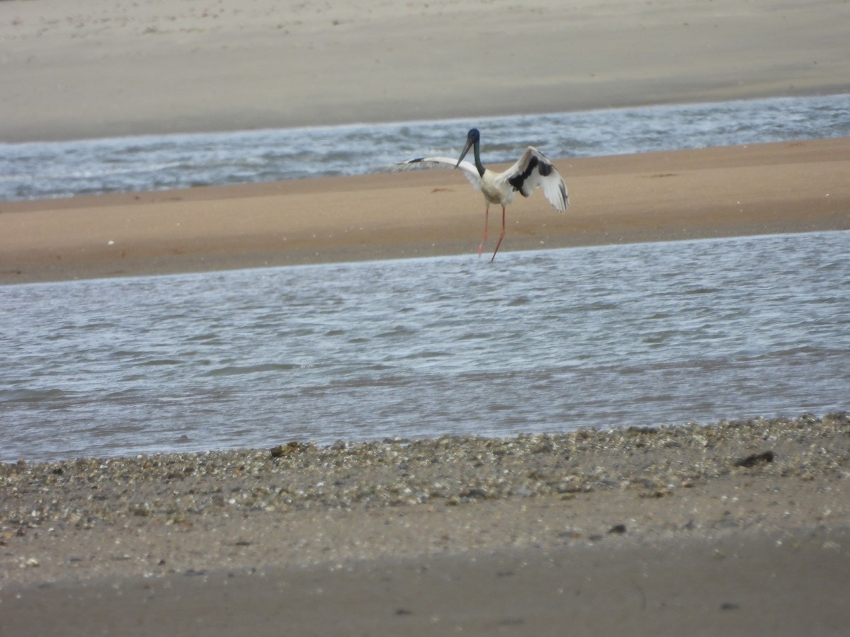 Black-necked Stork - ML643741702