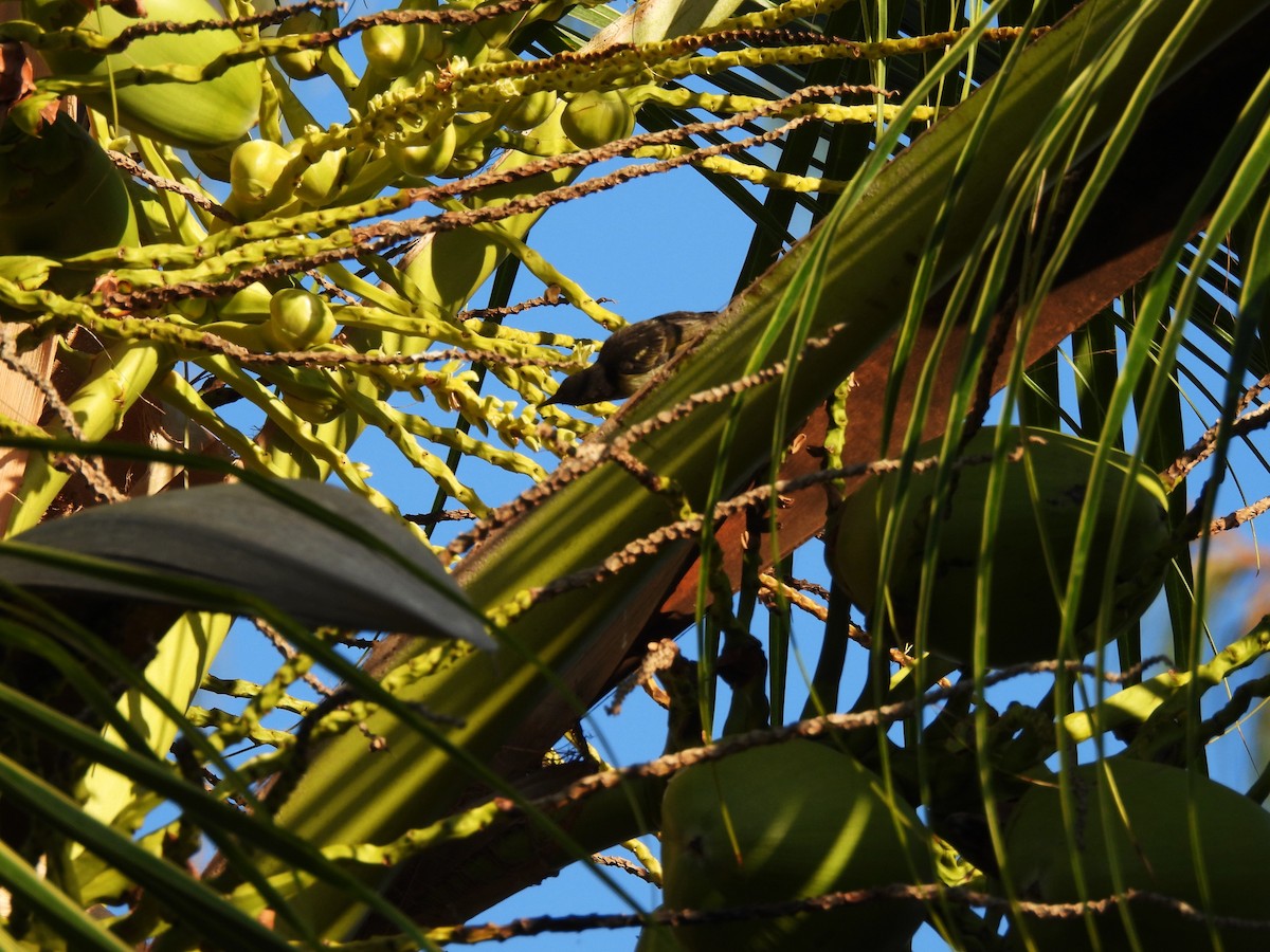 Méliphage d'Ovalau - ML643741705