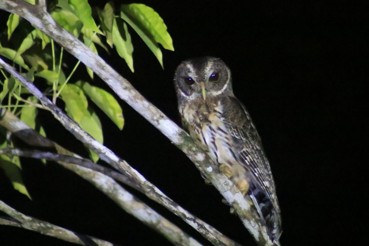 Mottled Owl - ML643741709