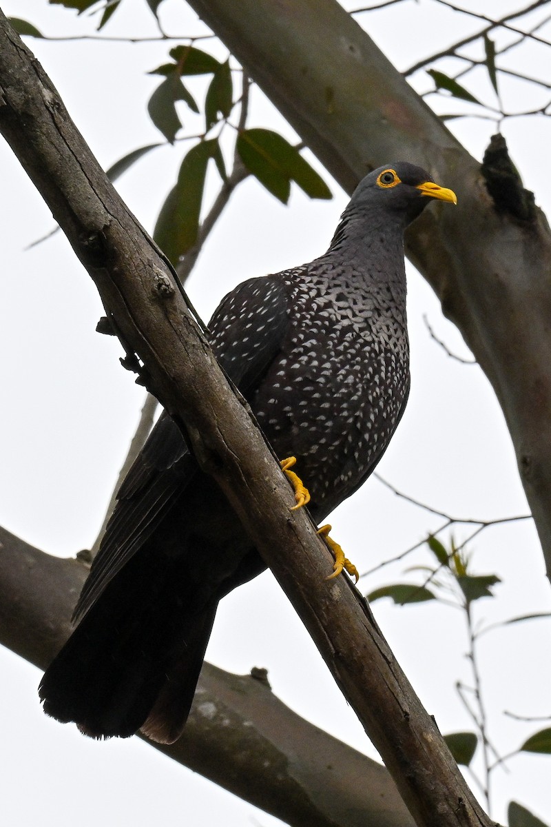 Rameron Pigeon - ML643741716