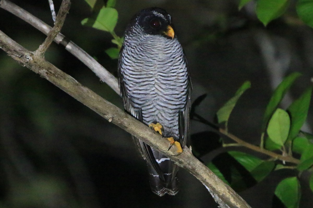 Black-and-white Owl - ML643741722