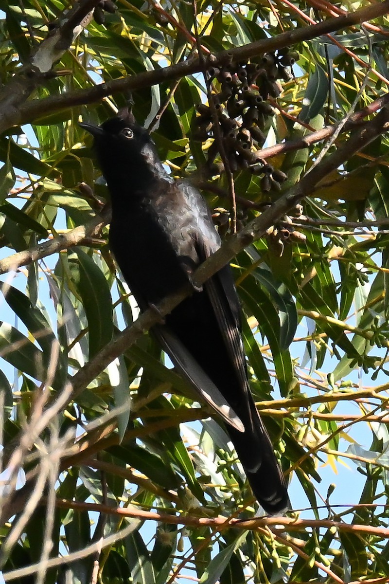 Black Cuckoo - ML643741738
