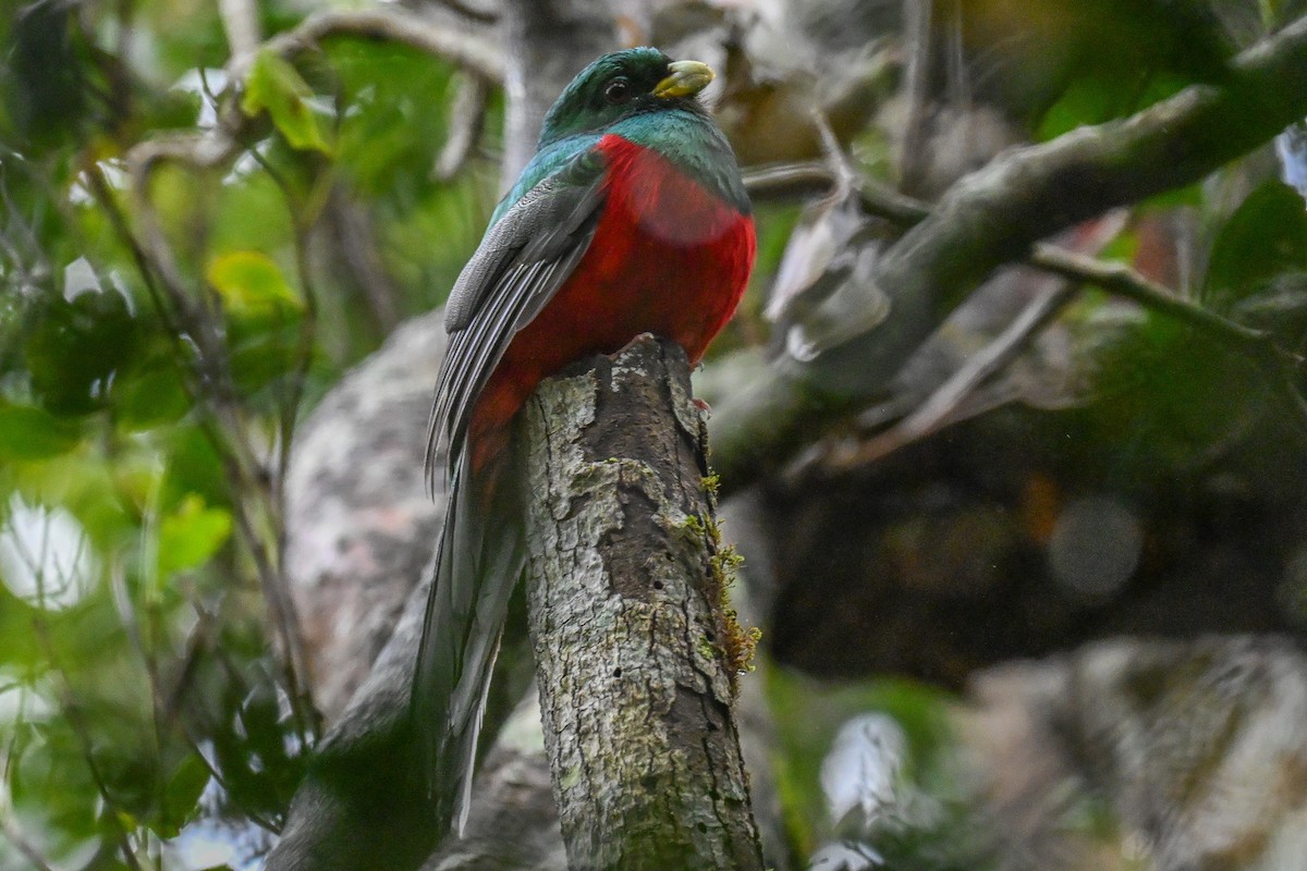 Narina Trogon - ML643741779