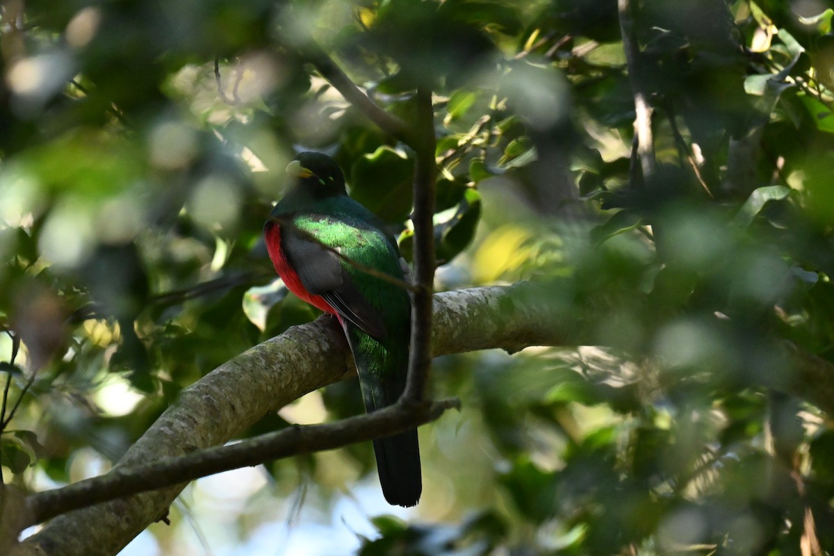 Narina Trogon - ML643741780