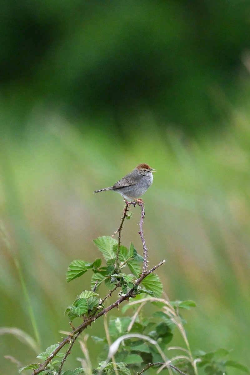 Piping Cisticola - ML643741789
