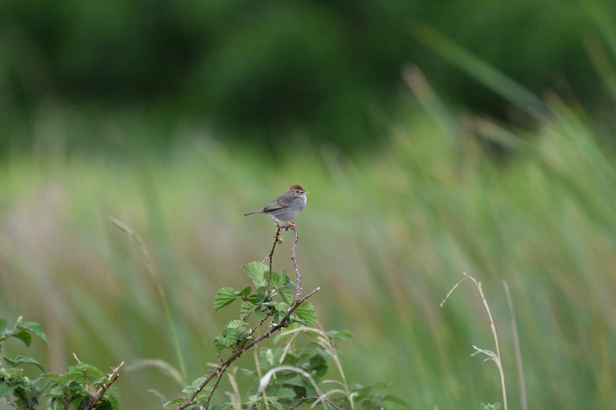 Piping Cisticola - ML643741790