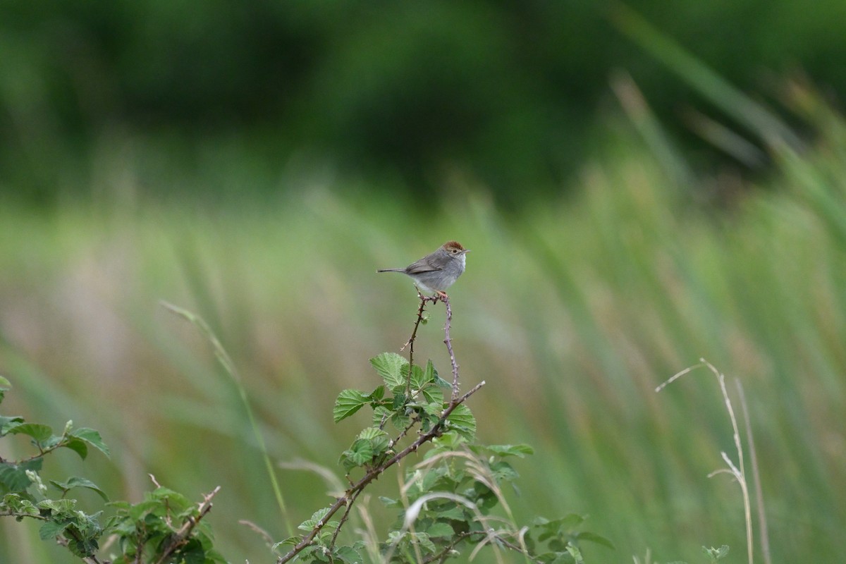 Piping Cisticola - ML643741791