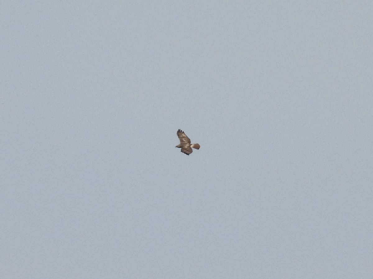 Red-tailed Hawk - ML643741793