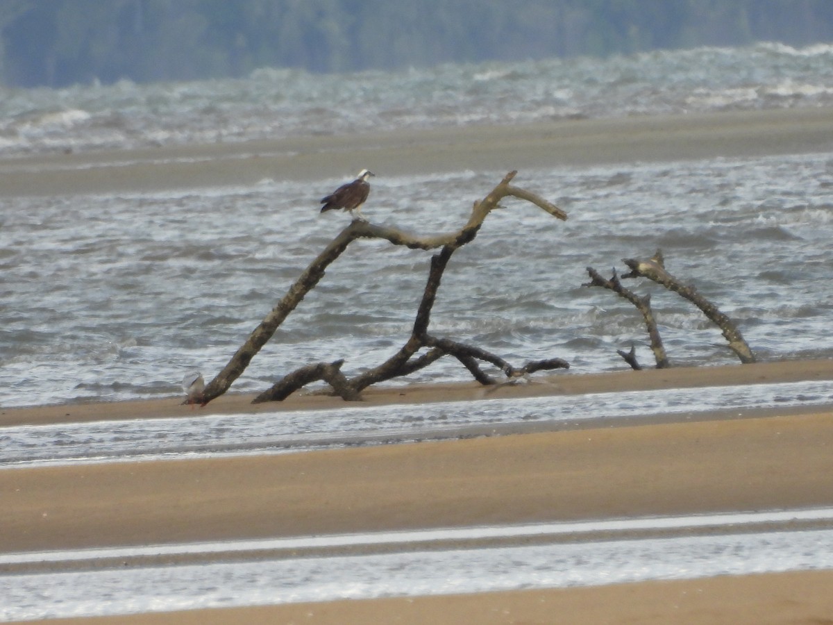 魚鷹 - ML643741794