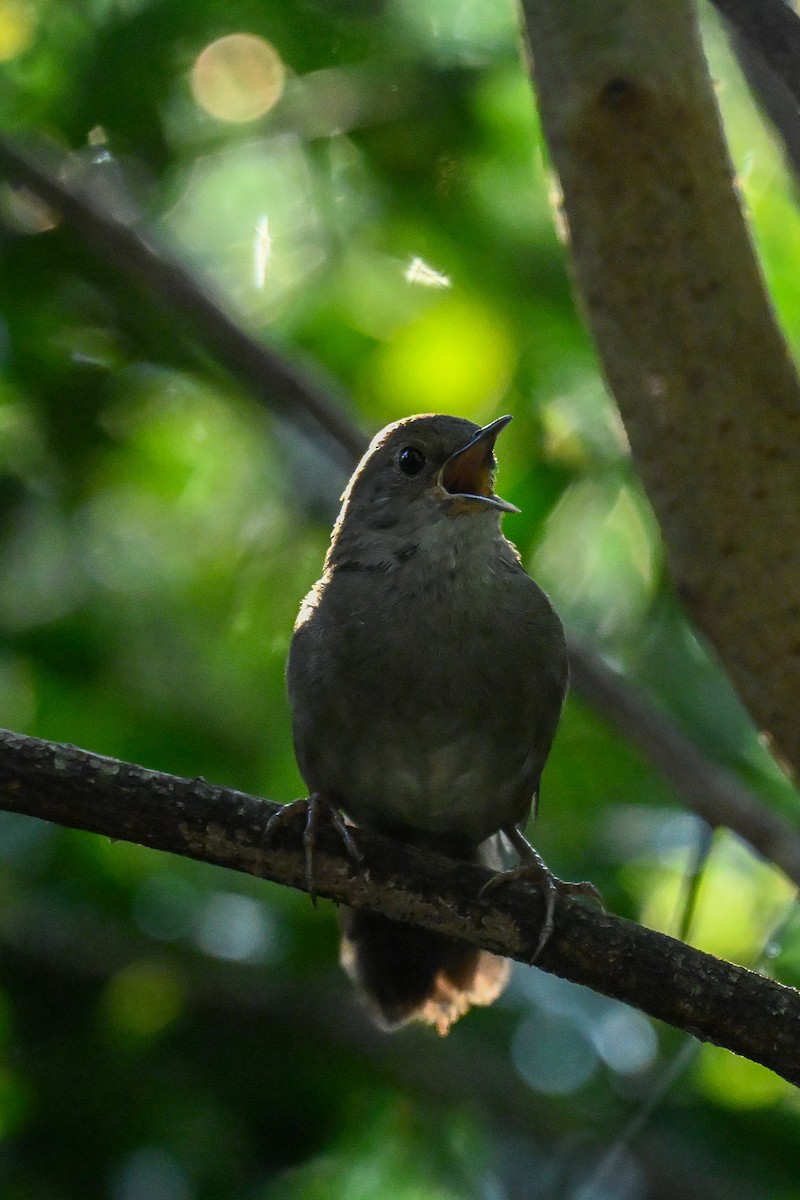 Knysna Warbler - ML643741795
