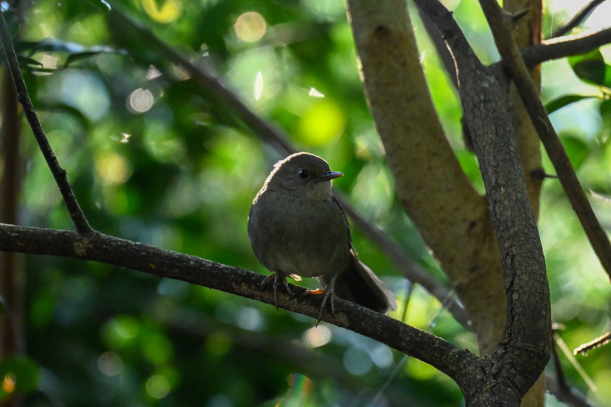 Knysna Warbler - ML643741800