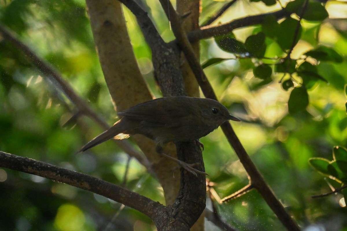 Knysna Warbler - ML643741801