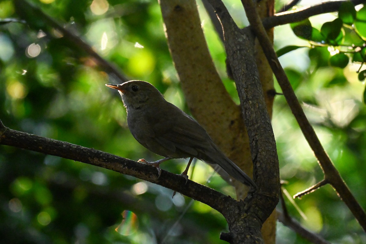 Knysna Warbler - ML643741802