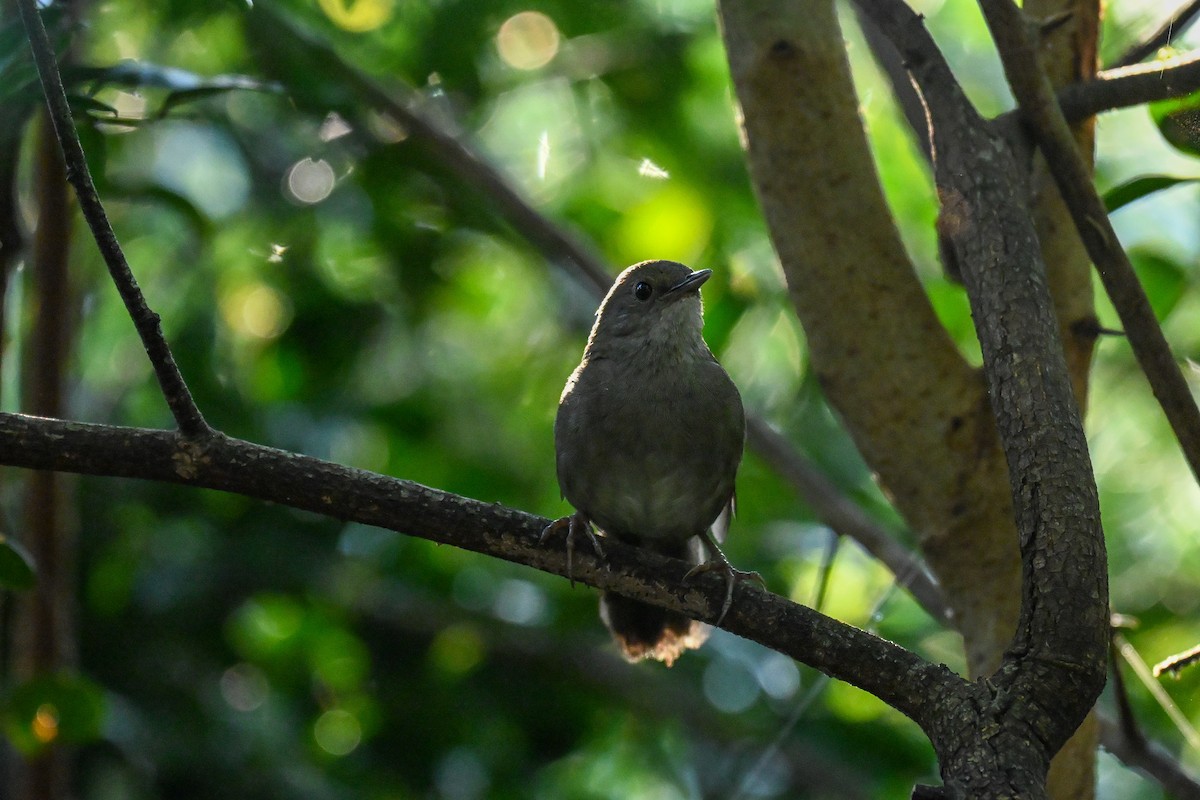 Knysna Warbler - ML643741804