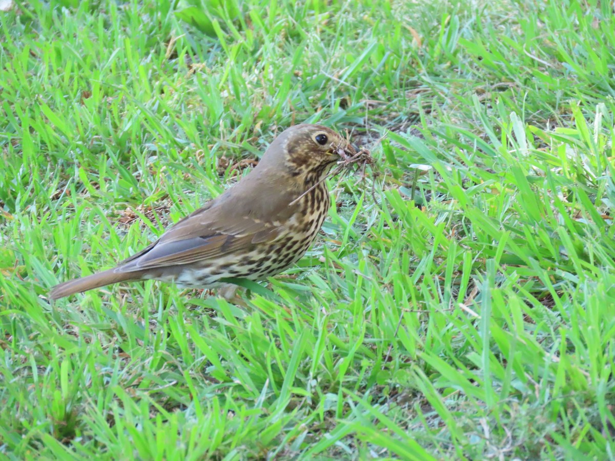 Song Thrush - ML643741805