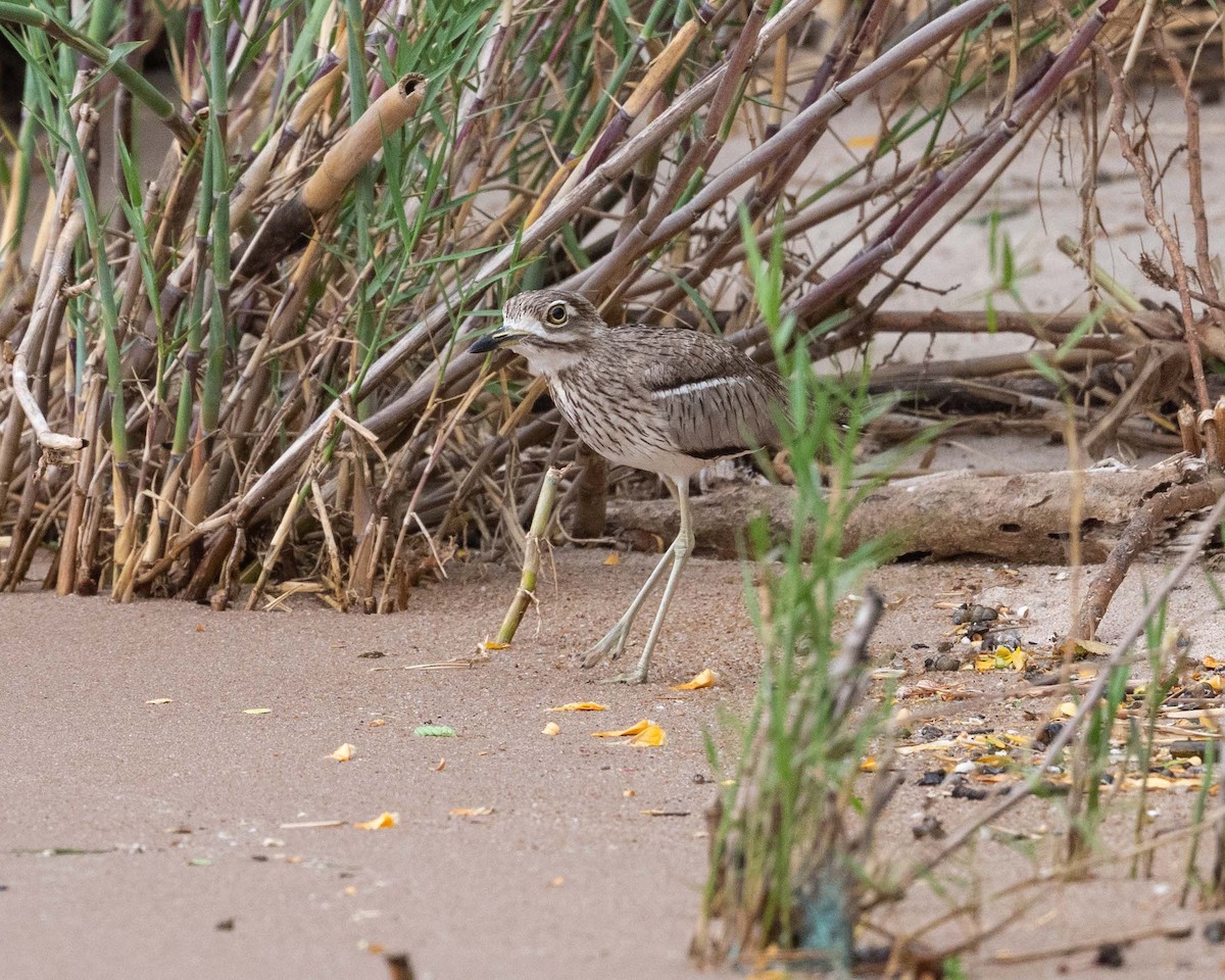 Water Thick-knee - ML643741806