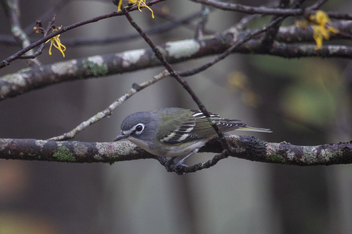 Blue-headed Vireo - ML643741807