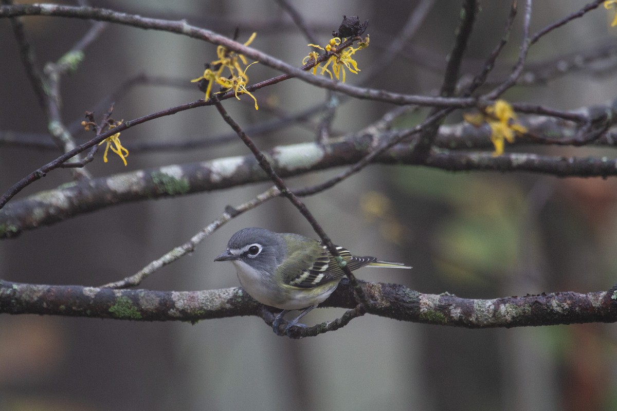Blue-headed Vireo - ML643741808