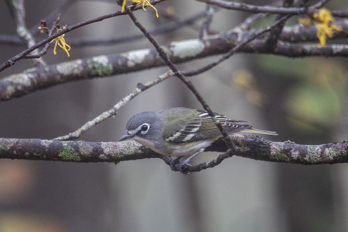 Blue-headed Vireo - ML643741809