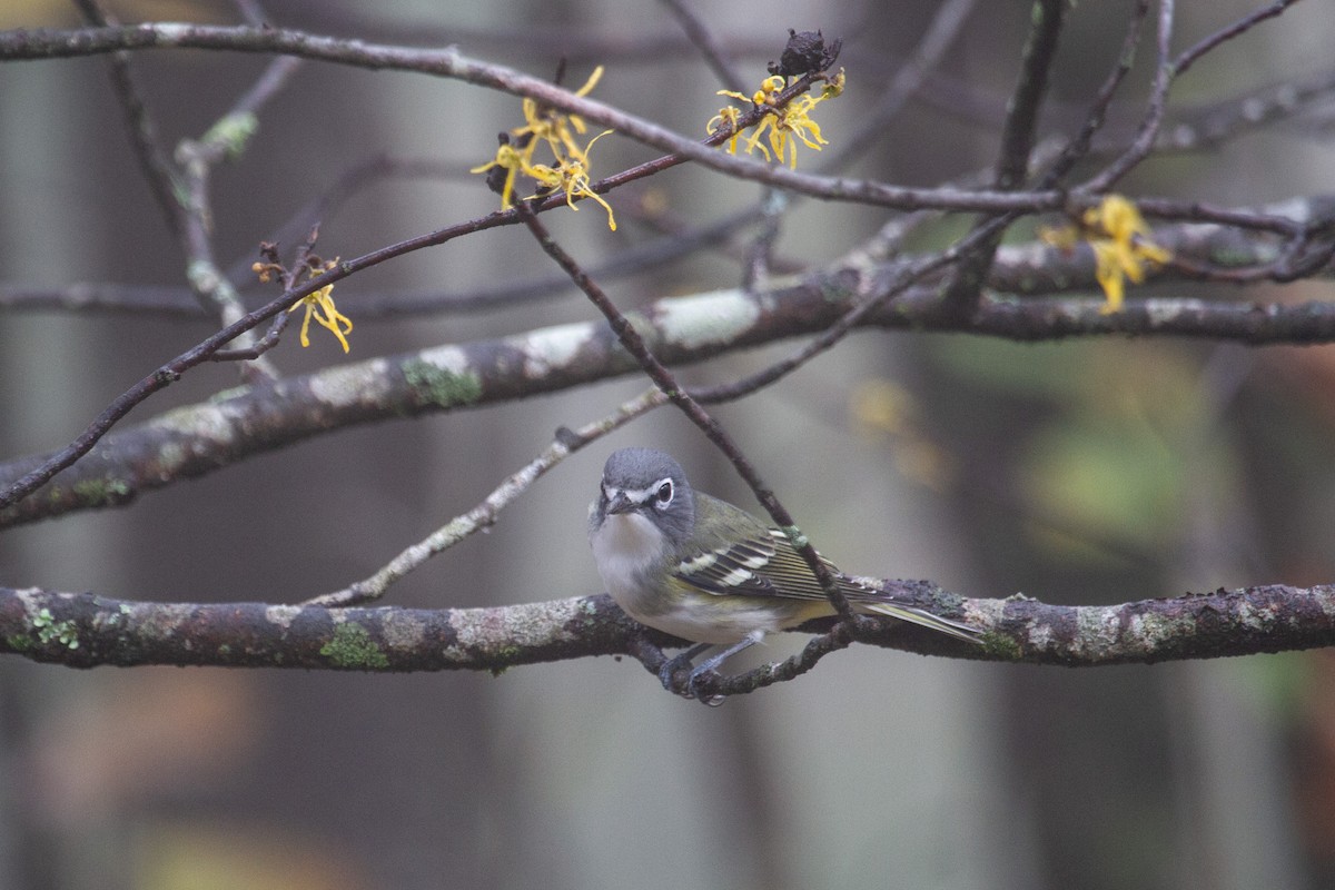 Blue-headed Vireo - ML643741810