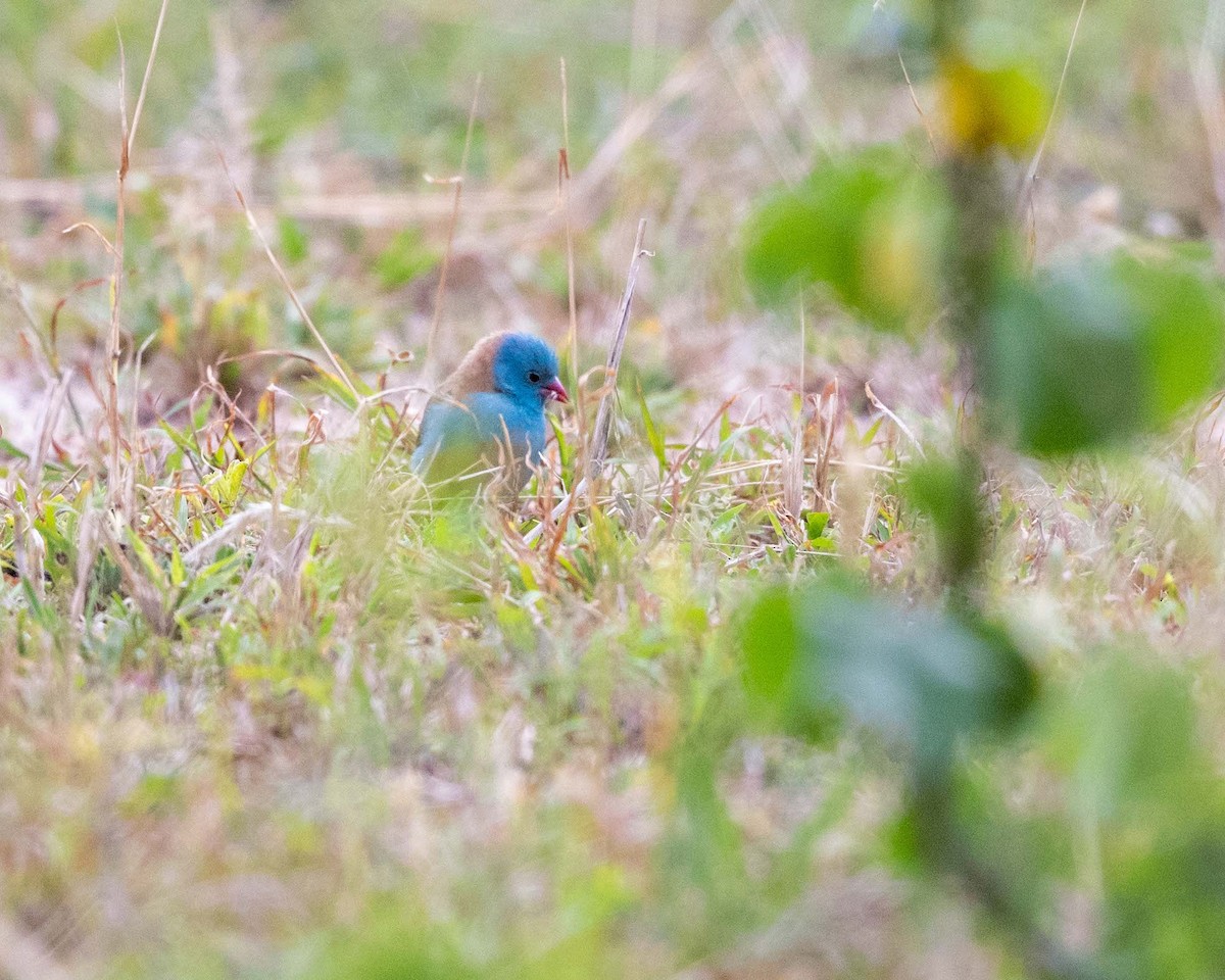Blue-capped Cordonbleu - ML643741814