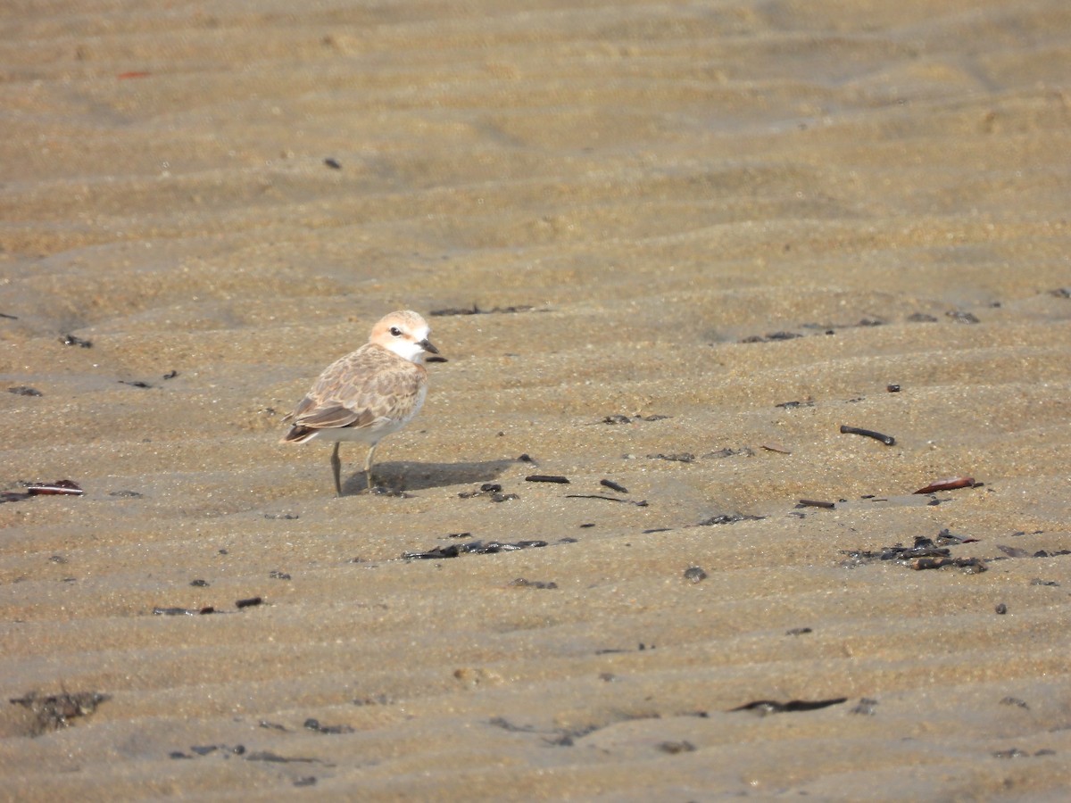 Red-capped Plover - ML643741815