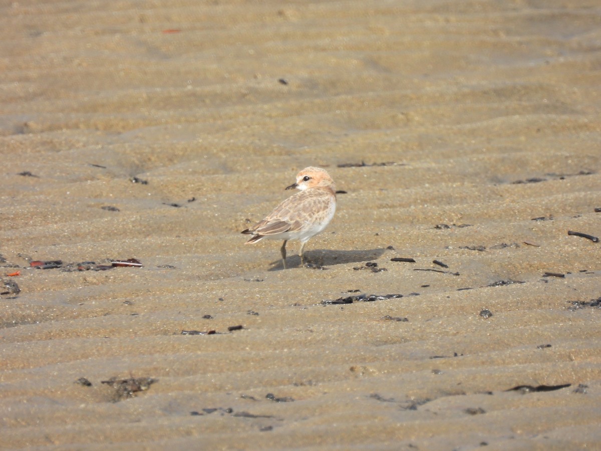 Red-capped Plover - ML643741816