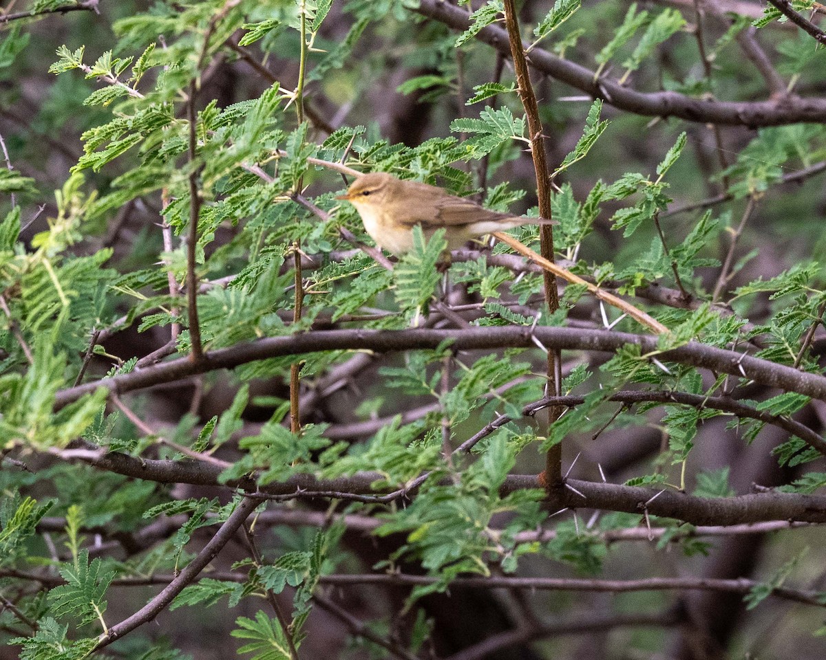 Willow Warbler - ML643741817