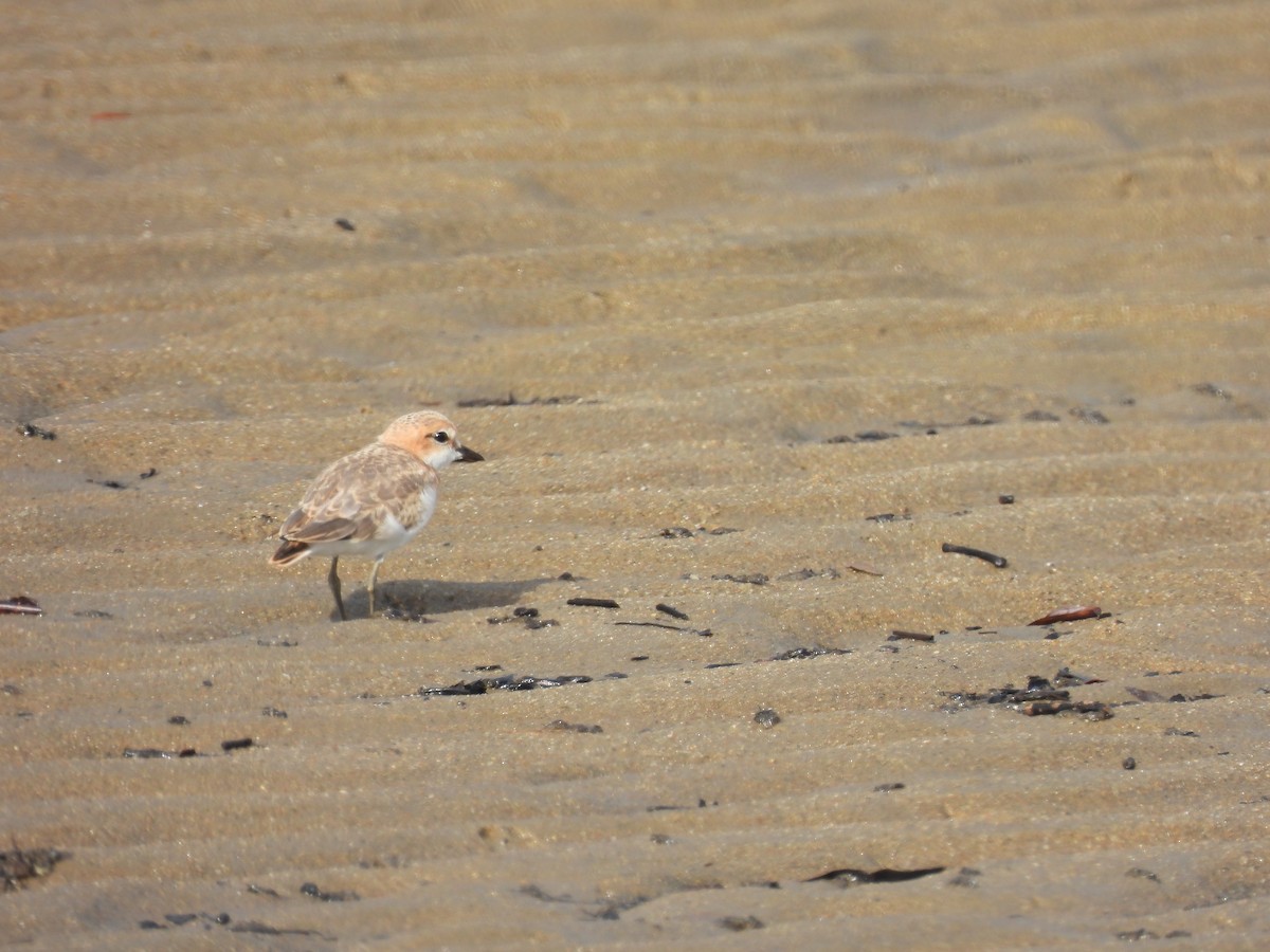 Red-capped Plover - ML643741818