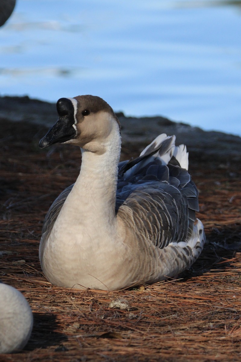 Domestic goose sp. (Domestic type) - ML643741819