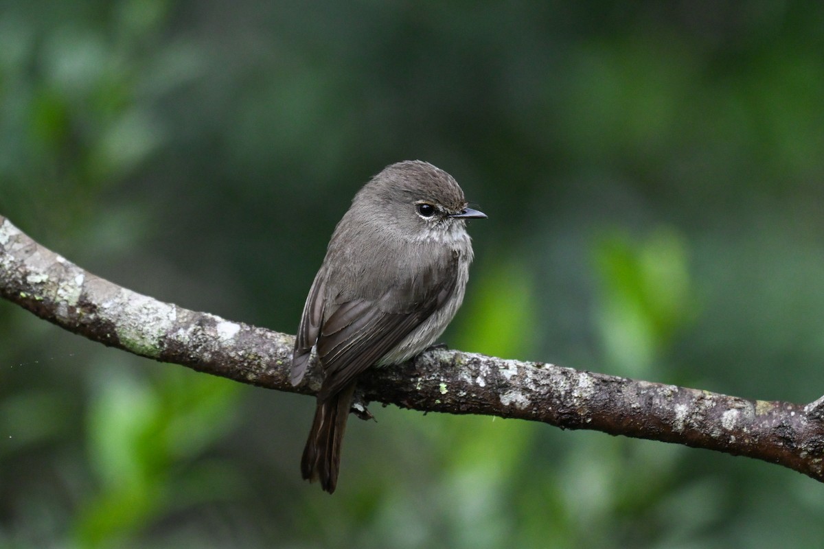 African Dusky Flycatcher - ML643741820