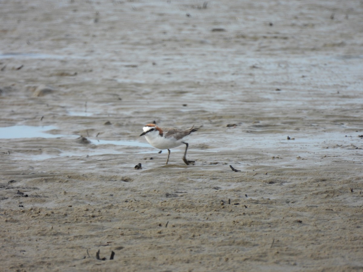 Red-capped Plover - ML643741821
