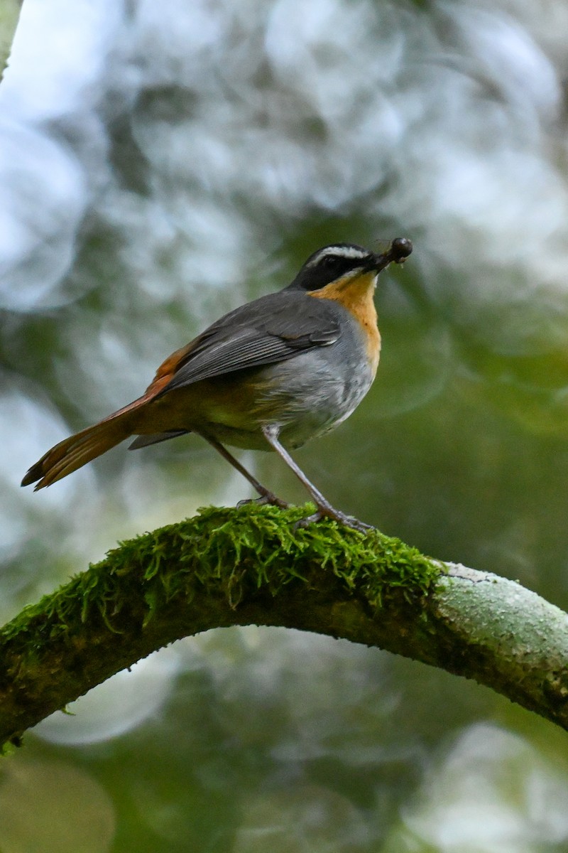 Cape Robin-Chat - ML643741824