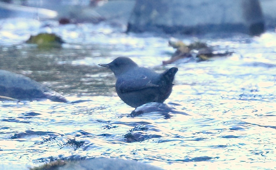 American Dipper - ML643741826