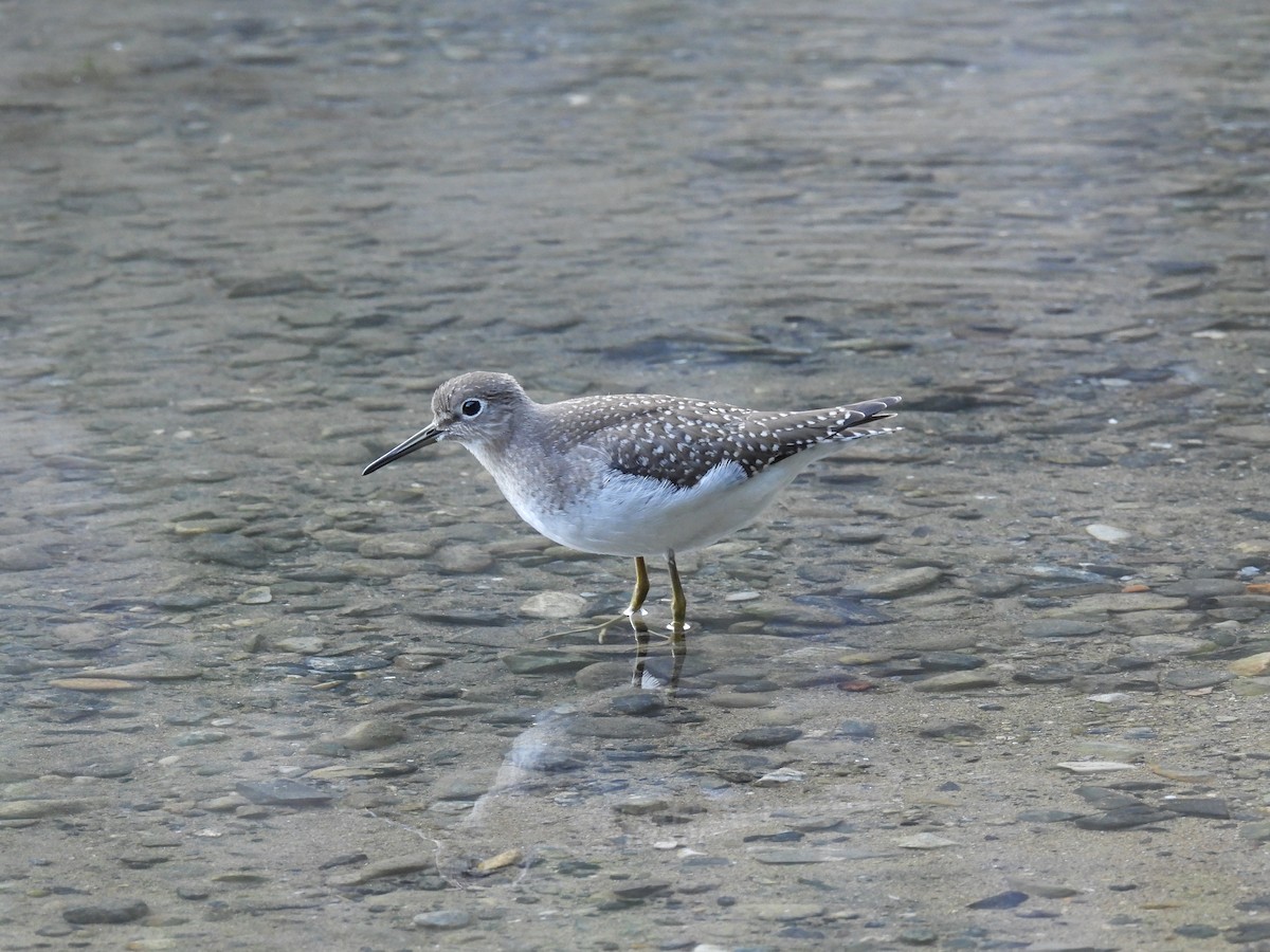 Einsiedelwasserläufer - ML643741840