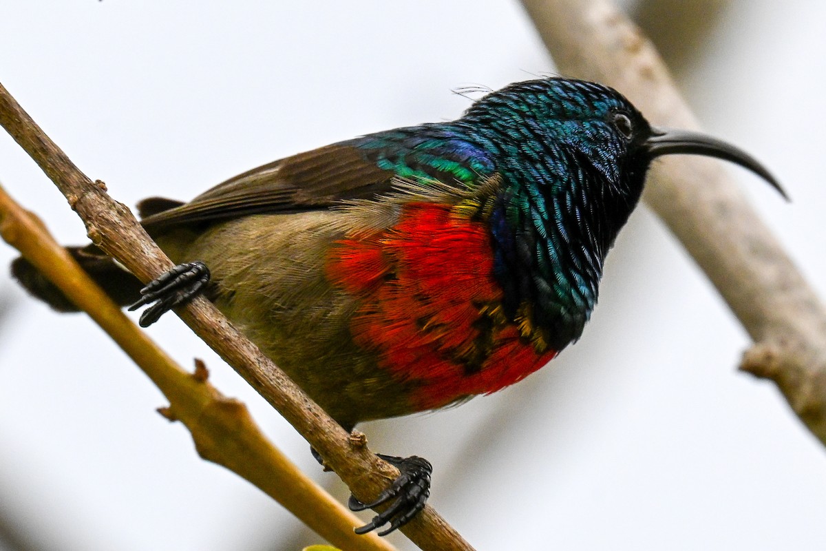 Greater Double-collared Sunbird - ML643741842