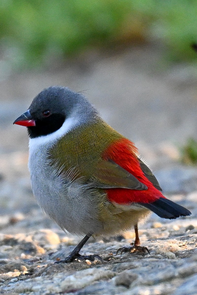 Swee Waxbill - ML643741847