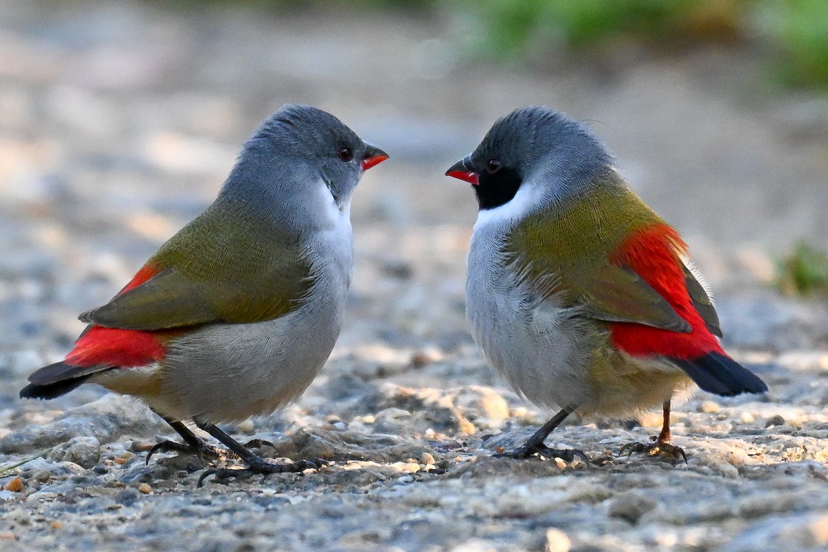 Swee Waxbill - ML643741848