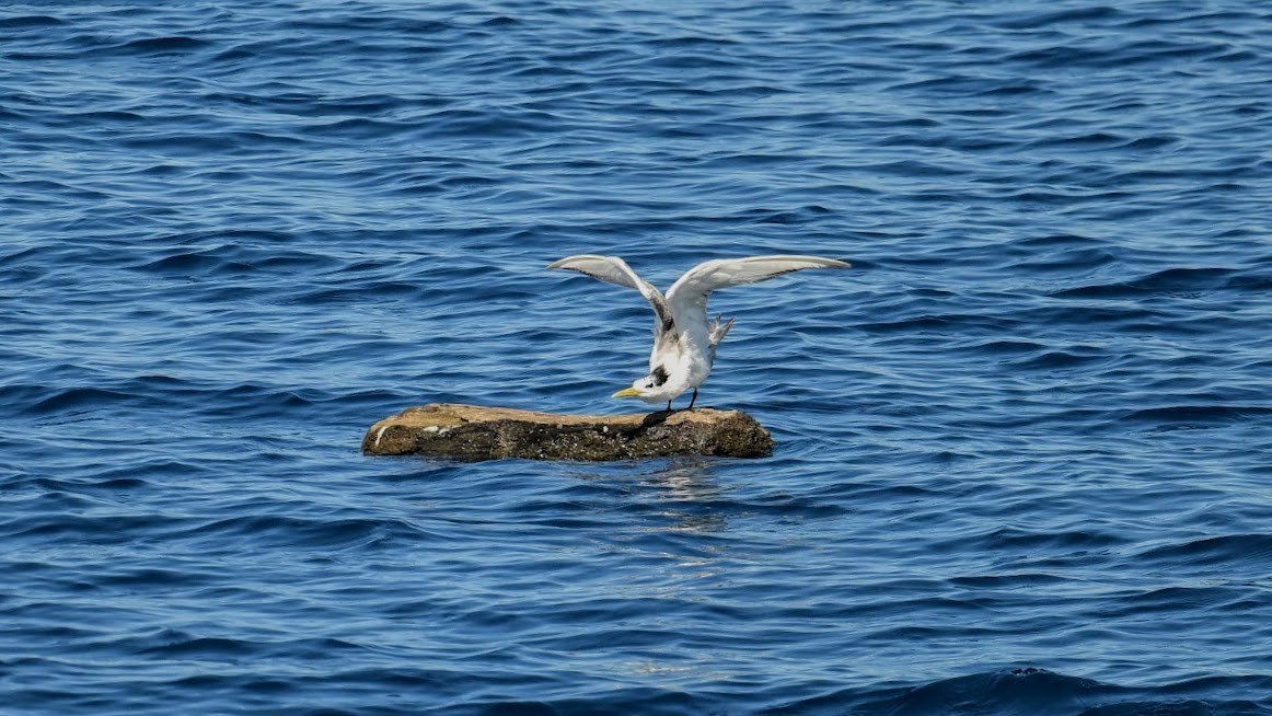 Great Crested Tern - ML643741859