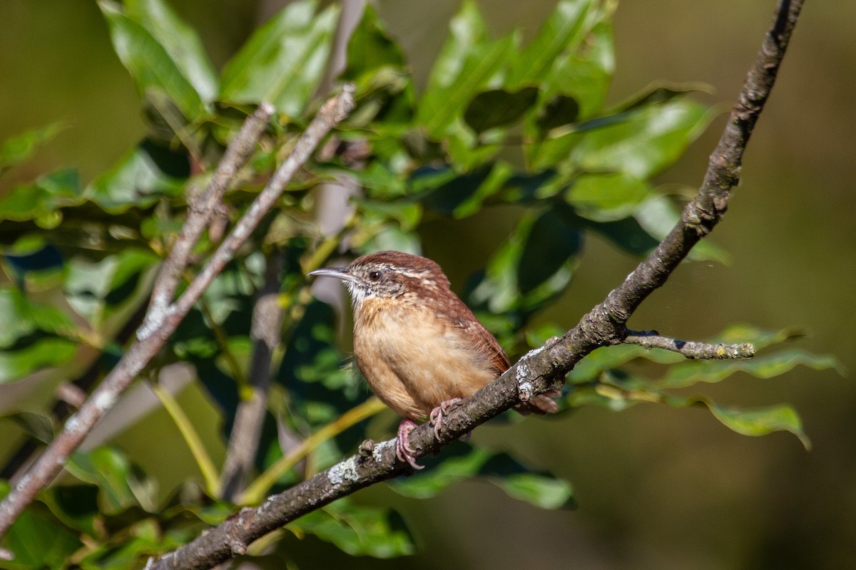 Carolina Wren - ML643741861