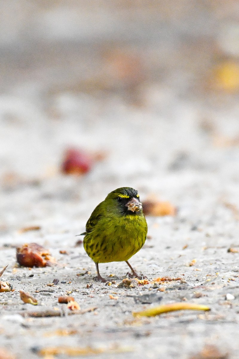 Forest Canary - ML643741862