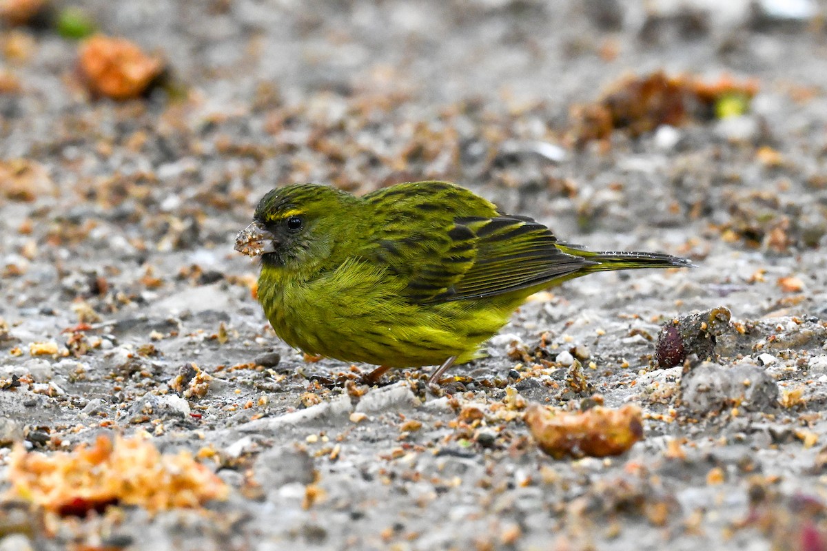 Forest Canary - ML643741863