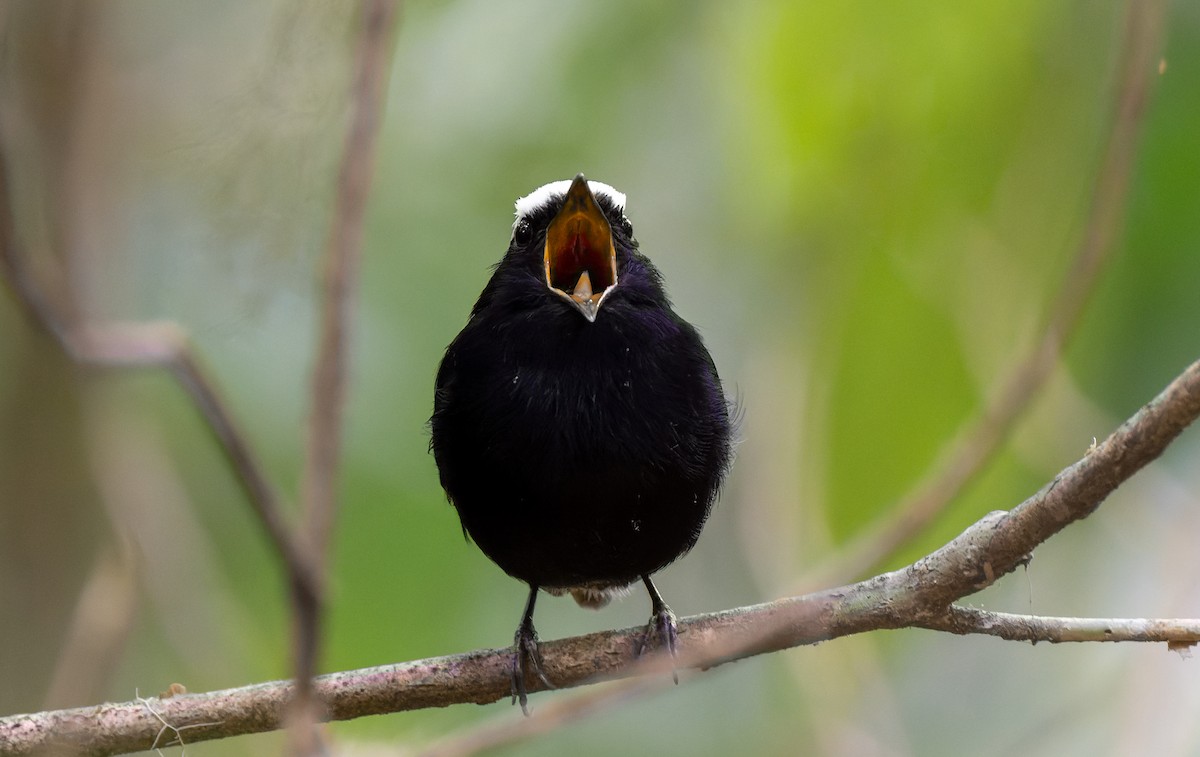 White-crowned Manakin - ML643741864