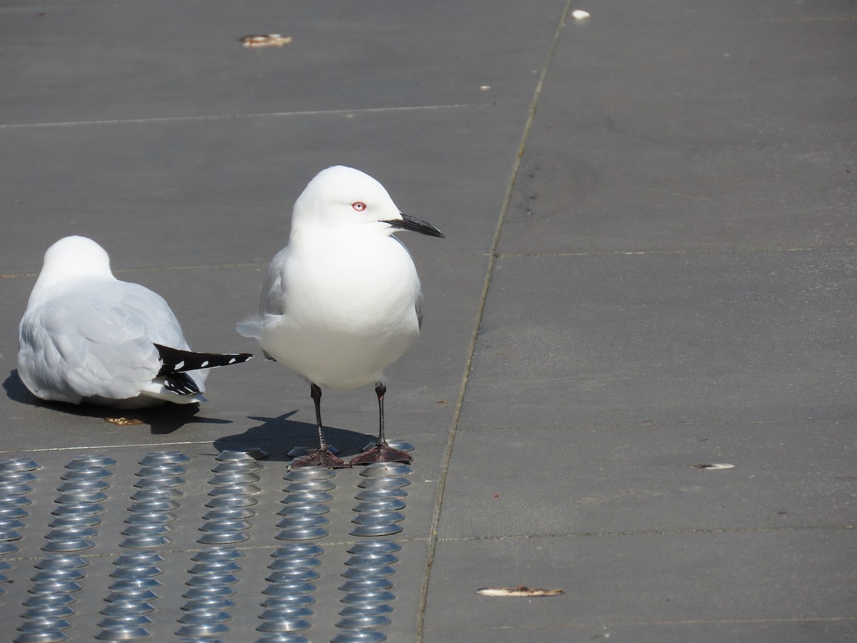 Black-billed Gull - ML643741867