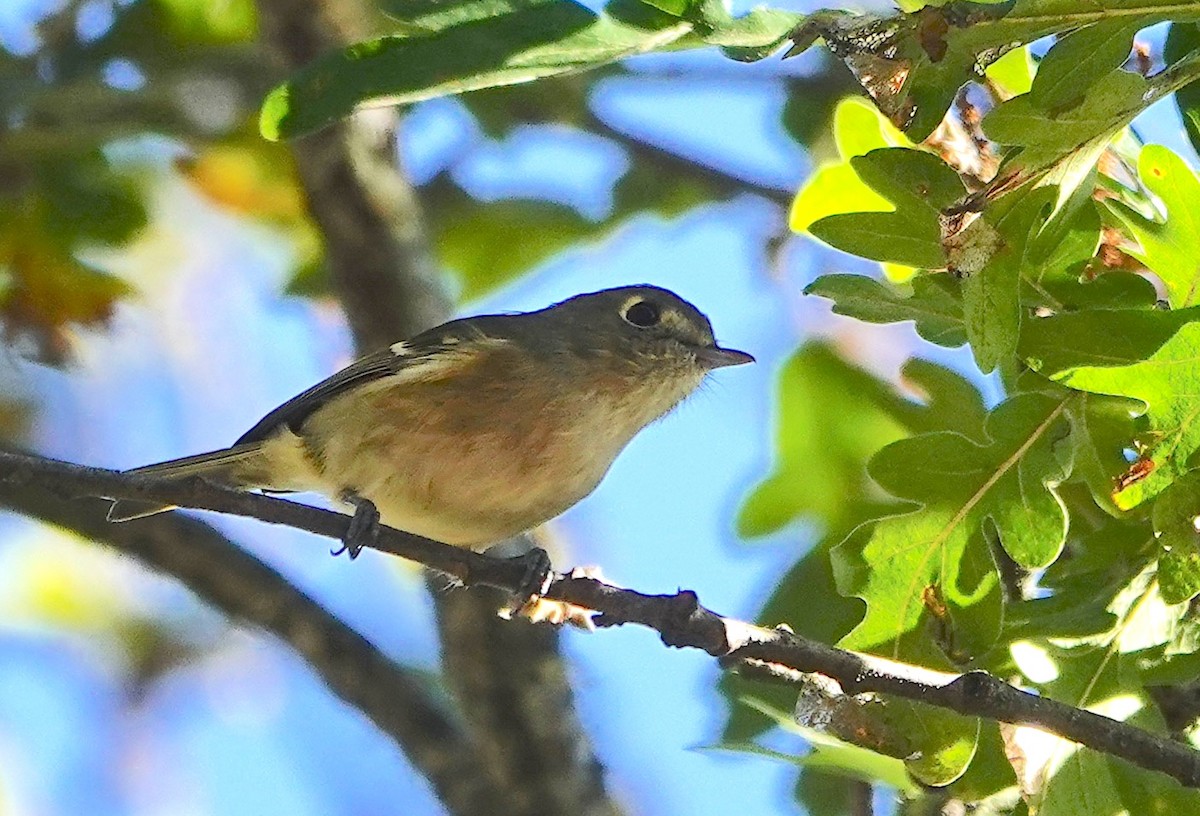 Hutton's Vireo - ML643741868