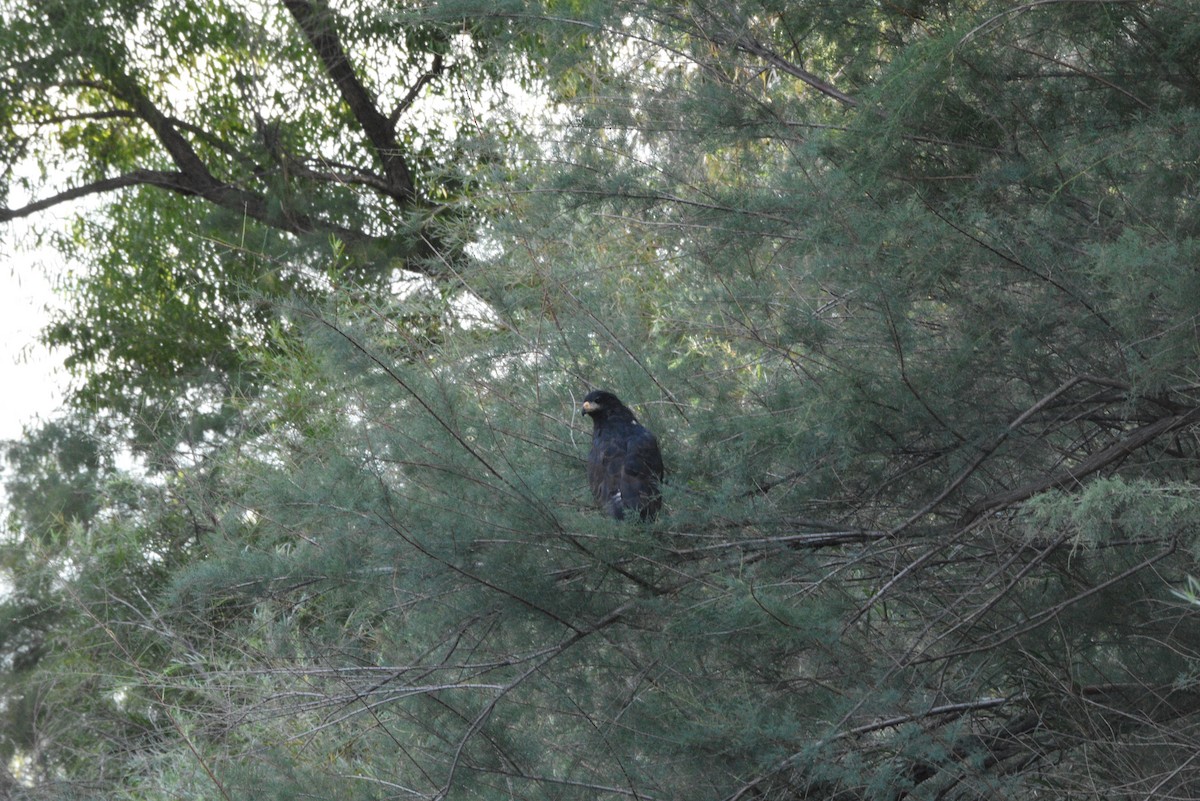 Common Black Hawk (Common) - ML643741921