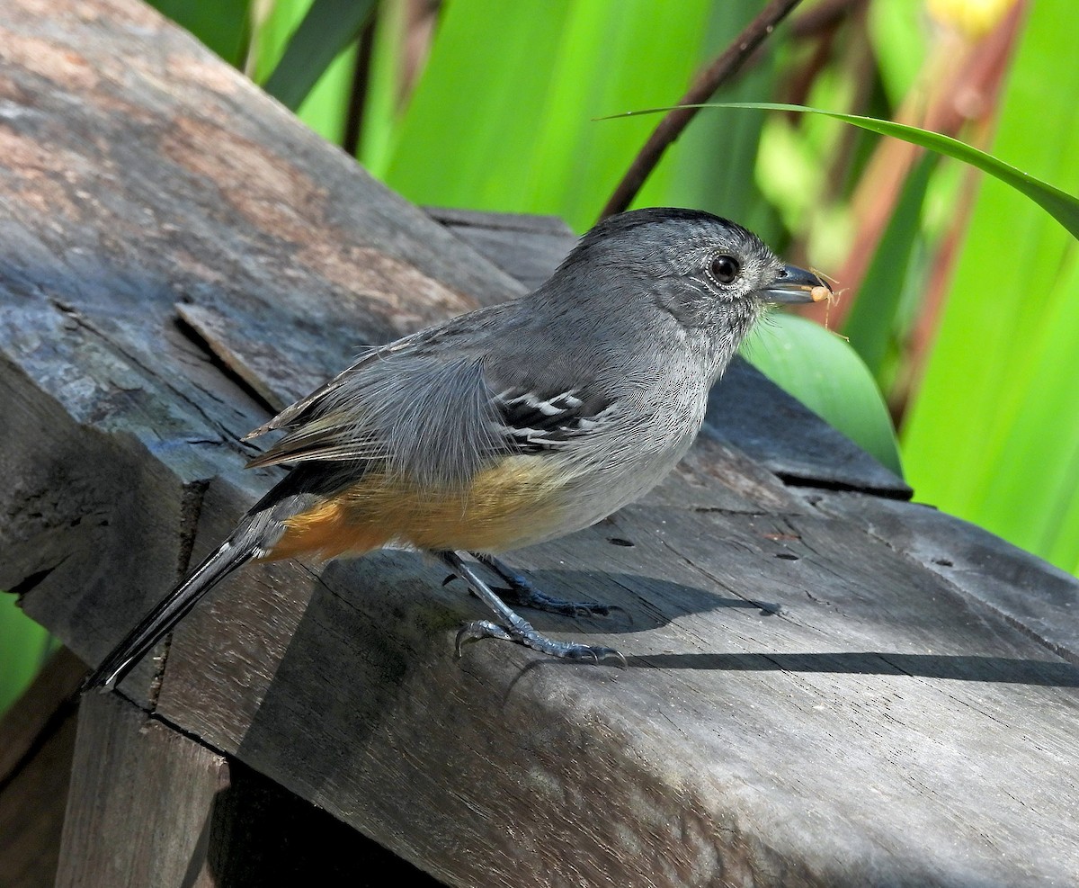 Variable Antshrike - ML643741929