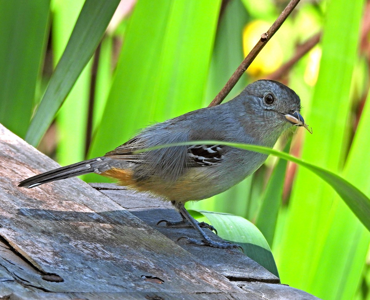 Variable Antshrike - ML643741939